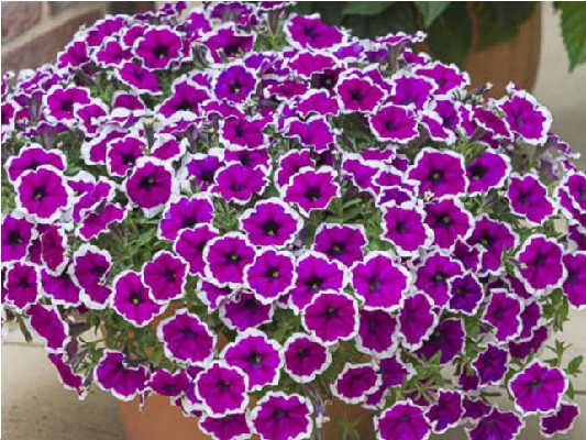 Однолетние растения Specials Picotee Purple черенок 20грн, Р9 30грн